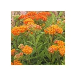 Knollige Seidenpflanze (Asclepias Tuberosa)
