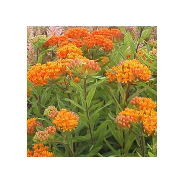 Knollige Seidenpflanze (Asclepias Tuberosa) 3 Knollige Seidenpflanze (Asclepias Tuberosa)