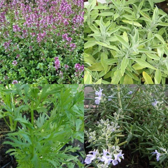 5 Pflanzen (Kräuter Für Den Balkon) Mix 4 5 Pflanzen (Kräuter Für Den Balkon) Mix – Bild 2