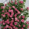 Kletterrose (Züchterrose) Lawinia -LICHTNELKE Geschäft Lawinia Tantau I