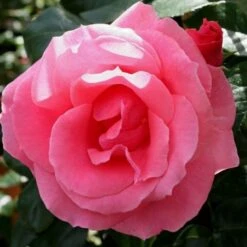 Kletterrose (Züchterrose) Lawinia -LICHTNELKE Geschäft Lawinia Tantau II