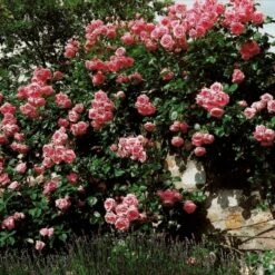 Kletterrose (Züchterrose) Lawinia -LICHTNELKE Geschäft Lawinia Tantau III
