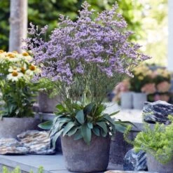 Blauer Strandflieder (Limonium Gmellinie) Dazzle Rocks -LICHTNELKE Geschäft Limonium gmellinie Blauer Strandflieder Dazzle Rocks AP I sk