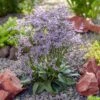 Blauer Strandflieder (Limonium Gmellinie) Dazzle Rocks -LICHTNELKE Geschäft Limonium gmellinie Blauer Strandflieder Dazzle Rocks AP III sk