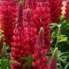 Hohe Vielblättrige Lupine (Lupinus Polyphyllus) WEST COUNTRY Beefeater® -LICHTNELKE Geschäft Lupinus polyphyllus Hohe Lupine West Country Beefeater VF I