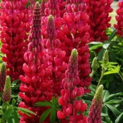 Hohe Vielblättrige Lupine (Lupinus Polyphyllus) WEST COUNTRY Beefeater®