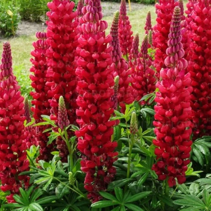 Hohe Vielblättrige Lupine (Lupinus Polyphyllus) WEST COUNTRY Beefeater® 4 Hohe Vielblättrige Lupine (Lupinus Polyphyllus) WEST COUNTRY Beefeater® – Bild 2