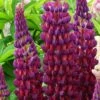 Hohe Vielblättrige Lupine (Lupinus Polyphyllus) WEST COUNTRY Masterpiece® -LICHTNELKE Geschäft Lupinus polyphyllus Hohe Lupine West Country Masterpiece VF I
