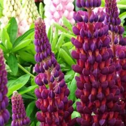 Hohe Vielblättrige Lupine (Lupinus Polyphyllus) WEST COUNTRY Masterpiece® -LICHTNELKE Geschäft Lupinus polyphyllus Hohe Lupine West Country Masterpiece VF II