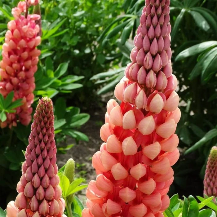 Hohe Vielblättrige Lupine (Lupinus Polyphyllus) WEST COUNTRY Salmon Star® 4 Hohe Vielblättrige Lupine (Lupinus Polyphyllus) WEST COUNTRY Salmon Star® – Bild 2