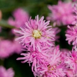 Kuckucks-Lichtnelke (Lychnis) Petite Jenny -LICHTNELKE Geschäft Lychnis Kuckucks Lichtnelke Petite Jenny AP III