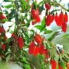 Gemeiner Bocksdorn (Lycium Barbarum) Goji-Beere 1 Gemeiner Bocksdorn (Lycium Barbarum) Goji-Beere -LICHTNELKE Geschäft Lycium barbarum Gemeiner Bocksdorn Goji Beere AdobeStock 378350824 sk
