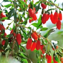 Gemeiner Bocksdorn (Lycium Barbarum) Goji-Beere