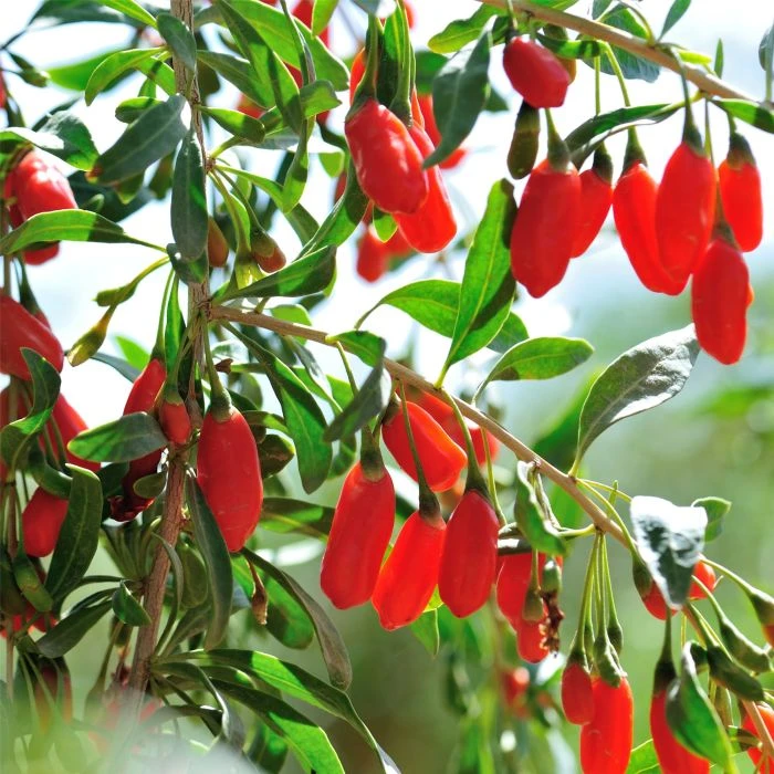 Gemeiner Bocksdorn (Lycium Barbarum) Goji-Beere 3 Gemeiner Bocksdorn (Lycium Barbarum) Goji-Beere