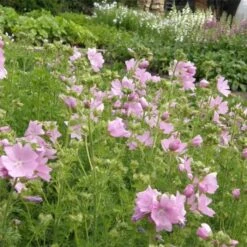 Moschus-Malve (Malva Moschata ) Rosa