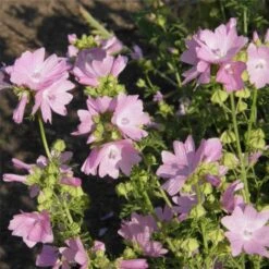 Moschus-Malve (Malva Moschata ) Rosa -LICHTNELKE Geschäft Malva moschata Moschus Malve rosa lichtnelke OWZ III