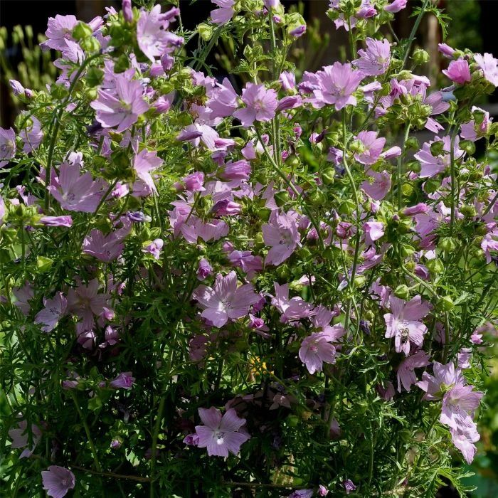 Moschusmalve (Malva Moschata) Appleblossom 4 Moschusmalve (Malva Moschata) Appleblossom – Bild 2