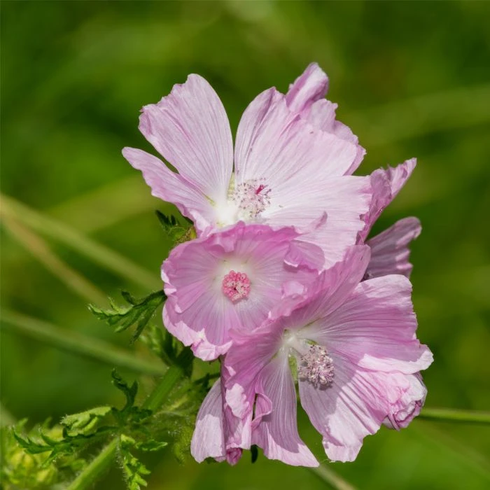 Moschusmalve (Malva Moschata) Appleblossom 3 Moschusmalve (Malva Moschata) Appleblossom