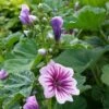Malve (Malva Sylvestris) Zebrina -LICHTNELKE Geschäft Malva sylvestris Malve Zebrina lichtnelke OWZ I