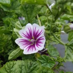 Malve (Malva Sylvestris) Zebrina -LICHTNELKE Geschäft Malva sylvestris Malve Zebrina lichtnelke OWZ III
