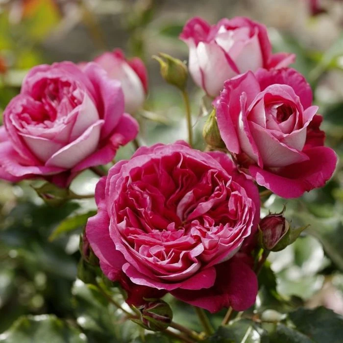 Duftende ADR Nostalgierose (Züchterrose) Maxim 4 Duftende ADR Nostalgierose (Züchterrose) Maxim – Bild 2