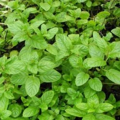 Spearmint - Minze / Carmagnolaminze (Mentha Spicata)