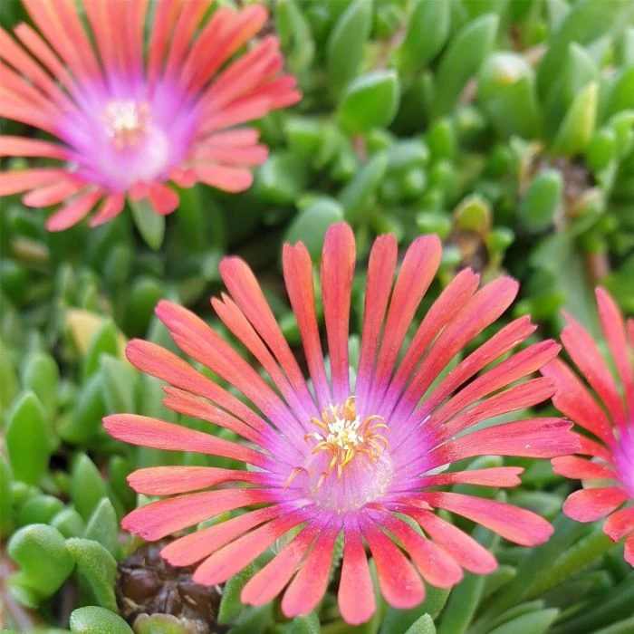 Mittagsblümchen (Delosperma) Sundella Red – Bild 5