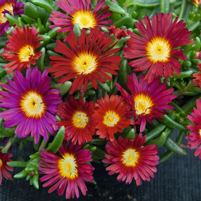 Mittagsblümchen (Delosperma) WHEELS OF WONDER Fire Wonder – Bild 2