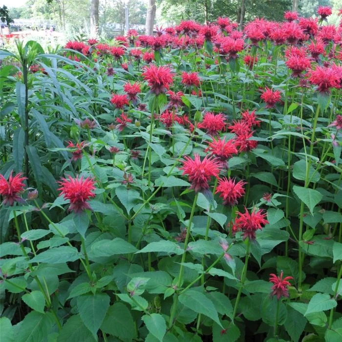 Indianernessel (Monarda Fistulosa) Gardenview Scarlett 5 Indianernessel (Monarda Fistulosa) Gardenview Scarlett – Bild 3