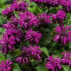 Indianernessel (Monarda X Cultorum) BEE Pure -LICHTNELKE Geschäft Monarda Indiandernessel Bee Free VF II