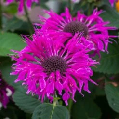 Indianernessel (Monarda X Cultorum) BEE Free