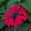 Indianernessel (Monarda X Cultorum) BEE Happy -LICHTNELKE Geschäft Monarda x cultorum Indiandernessel Bee Happy VF I