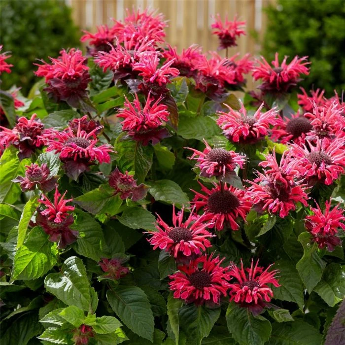 Indianernessel (Monarda X Cultorum) BEE Happy 4 Indianernessel (Monarda X Cultorum) BEE Happy – Bild 2