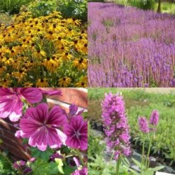 7 Pflanzen (Nektar Für Bienen Und Schmetterlinge) Mix -LICHTNELKE Geschäft Nektar Mix neu