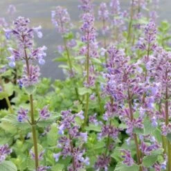 15 Pflanzen (Bunter Mix Mit Winterharten Dauerblühern Mit PFLANZPLAN) Mix -LICHTNELKE Geschäft Nepeta grandiflorum Grossblumige Katzenminze Summer Magic lichtnelke MIX 1