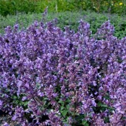 12 Pflanzen (Rosen-Begleiter) Mix -LICHTNELKE Geschäft Nepeta hybride Katzenminze Purrsian Blue lichtnelke OWZ VII 1