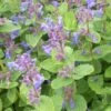 Katzenminze (Nepeta X Faassenii) Blau 2 Katzenminze (Nepeta X Faassenii) Blau -LICHTNELKE Geschäft Nepeta x faassenii Katzenminze blau OWZ I