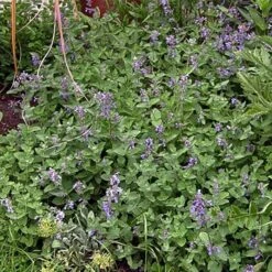 Katzenminze (Nepeta X Faassenii) Blau -LICHTNELKE Geschäft Nepeta x faassenii Katzenminze blau OWZ II