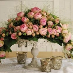 Noblesse® Spray-Edelrose (Züchterrose) Lovely ROKOKO -LICHTNELKE Geschäft Noblesse Spray Edelrose Zuechterrose Lovely Rokoko Tantau II