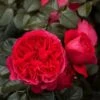 Nostalgie-Rose (Züchterrose) DEEP Love -LICHTNELKE Geschäft Nostalgierose Zuechterrose Deep Love Tantau sk