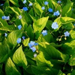 Gedenkemein (Omphalodes Verna) -LICHTNELKE Geschäft Omphalodes verna Gedenkemein lichtnelke OWZ I