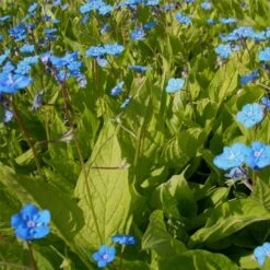 Gedenkemein (Omphalodes Verna)