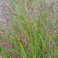 15 Pflanzen (Bunter Mix Mit Winterharten Dauerblühern Mit PFLANZPLAN) Mix -LICHTNELKE Geschäft Panicum virgatum Rutenhirse Squaw lichtnelke Mix