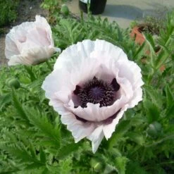 54 Pflanzen (für Ein Sonnen-Beet BLAU WEISS GELB Mit PFLANZPLAN) Mix -LICHTNELKE Geschäft Papaver orientale Tuerkischer Mohn Royal Wedding lichtnelke MIX