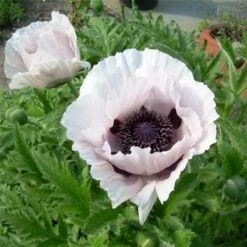 Türkischer Mohn (Papaver Orientale) Royal Wedding -LICHTNELKE Geschäft Papaver orientale Tuerkischer Mohn Royal Wedding lichtnelke OWZ I
