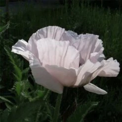 Türkischer Mohn (Papaver Orientale) Royal Wedding -LICHTNELKE Geschäft Papaver orientale Tuerkischer Mohn Royal Wedding lichtnelke OWZ II