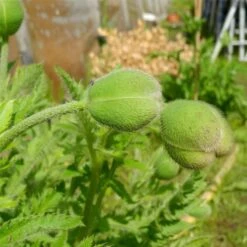 Türkischer Mohn (Papaver Orientale) Royal Wedding -LICHTNELKE Geschäft Papaver orientale Tuerkischer Mohn Royal Wedding lichtnelke OWZ III