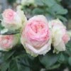 Patio-Rose (Züchterrose) Biedermeier -LICHTNELKE Geschäft Patiorose Zuechterrose Biedermeier Tantau I sk