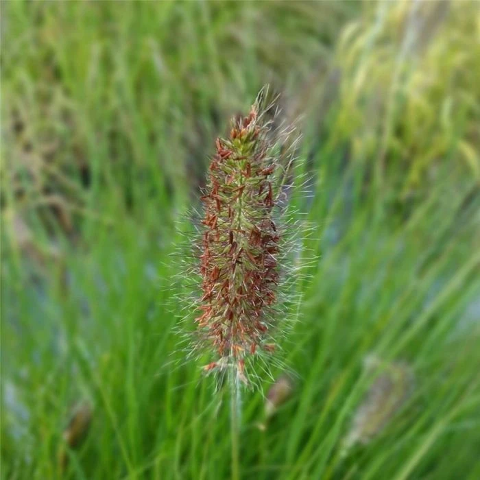 Lampenputzergras (Pennisetum Alopecuroides) Hameln 4 Lampenputzergras (Pennisetum Alopecuroides) Hameln – Bild 2