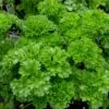 Krause Petersilie (Petroselinum Crispum) Frisado -LICHTNELKE Geschäft Petroselinum crispum Krause Petersilie Frisado lichtnelke OWZ I